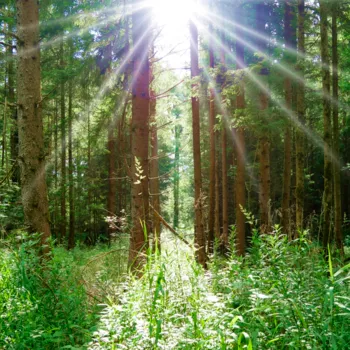Protecting healthy ecosystems